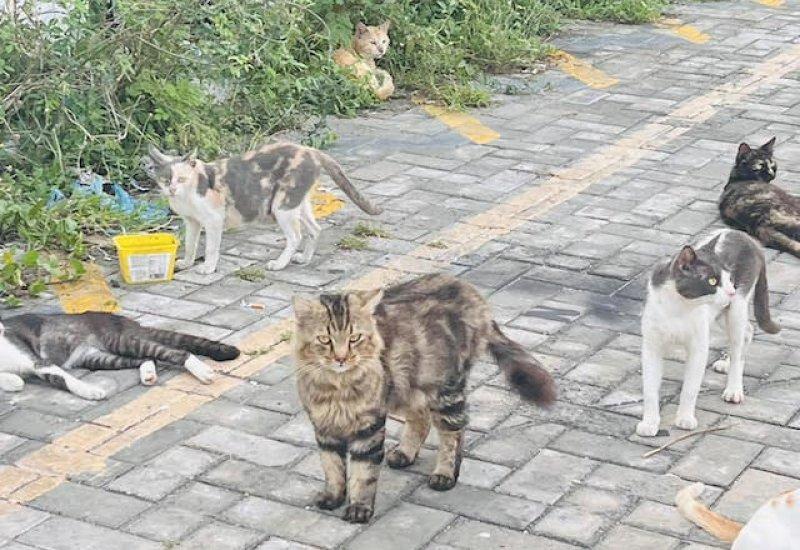 ބުޅަލުގެ މައްސަލައަށް ދާއިމީ ހައްލު ހޯދުމުގެ މަސައްކަތް ދަނީ ކުރިއަށް 