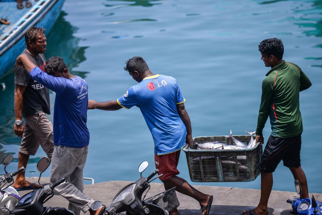 މަހުގެ ވިޔަފާރި ހަރުދަނާ ކުރަން ޗެކް ސެޓްފިކެޓް ދޫކުރަން ފަށައިފި 