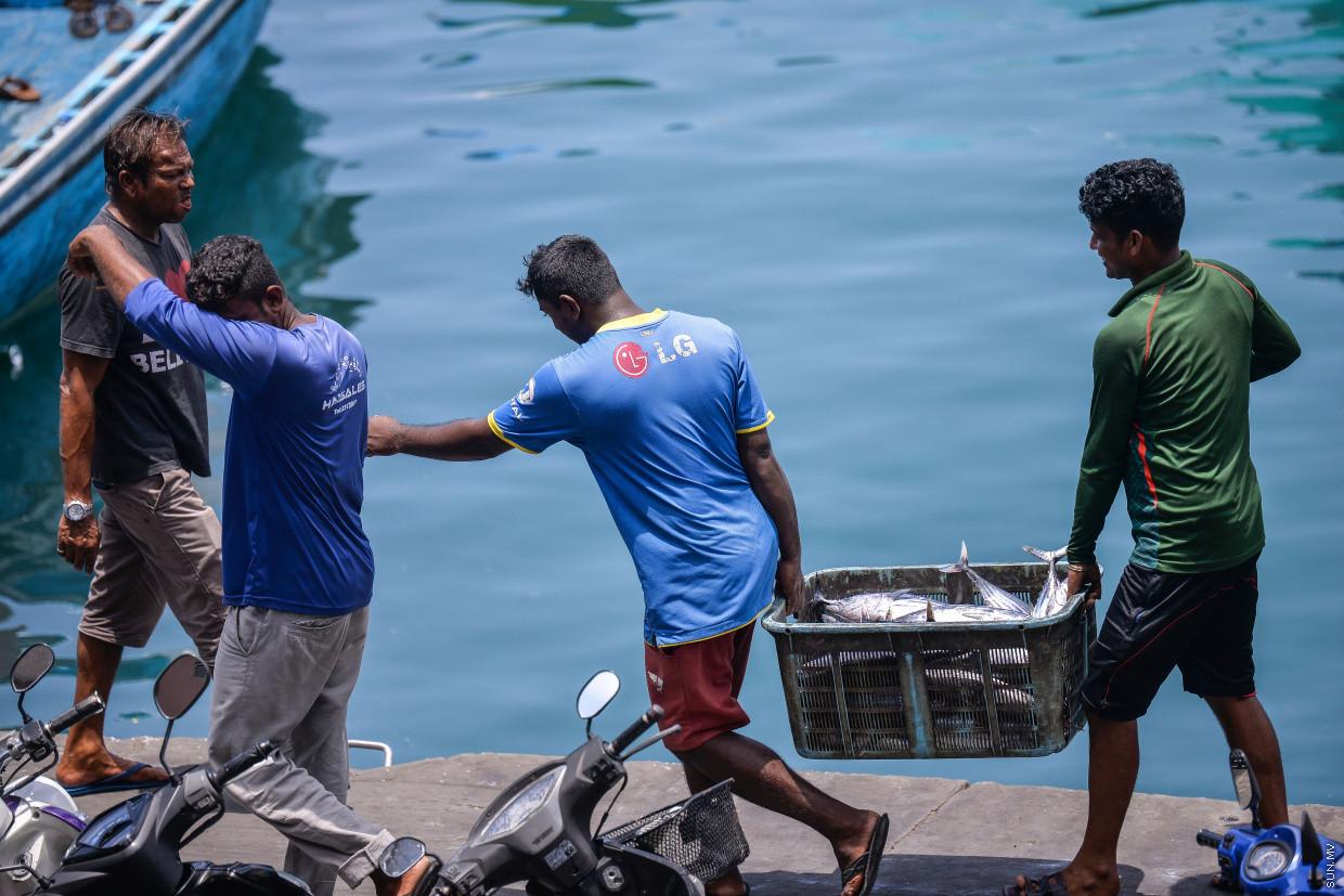 މަހުގެ ވިޔަފާރި ހަރުދަނާ ކުރަން ޗެކް ސެޓްފިކެޓް ދޫކުރަން ފަށައިފި 