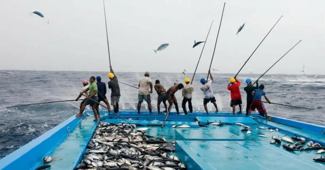 މިފްކޯގެ ދަރަނި  32 މިލިއަނަށް އަންނަ ހަފްތާ އެފައިސާ ދޭނެ- މިފްކޯ