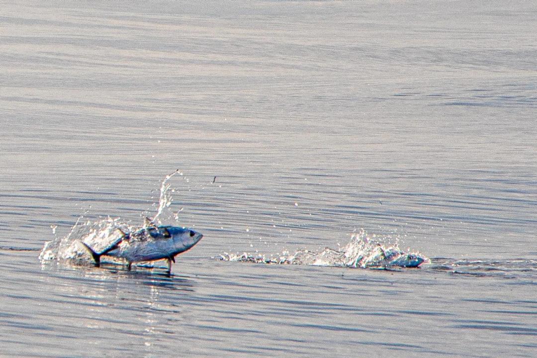 ދުނިޔޭގެ ކަނޑުތަކުގެ ދުވަސް ފާހަގަކުރުމަށް ގިނަ ހަރަކާތްތަކެއް