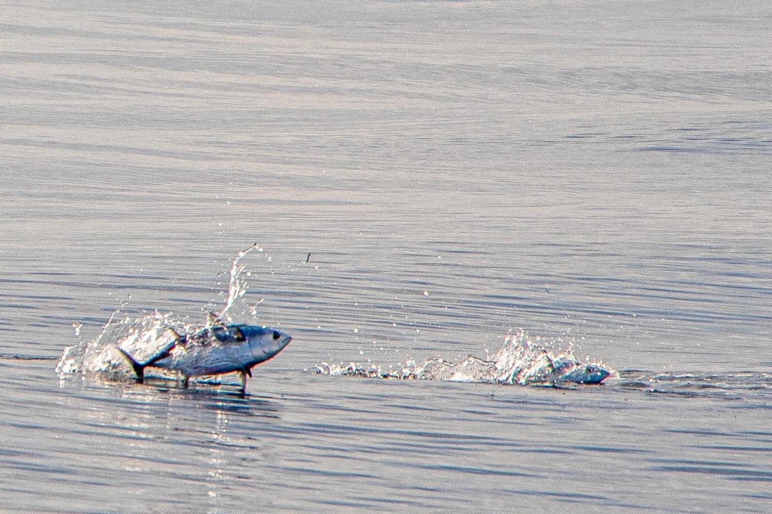 ދުނިޔޭގެ ކަނޑުތަކުގެ ދުވަސް ފާހަގަކުރުމަށް ގިނަ ހަރަކާތްތަކެއް