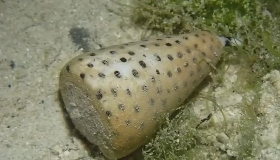 ވިހަގަދަ ކޯން ސްނެއިލް ރަސްފަންނުން ފެނޭ، ސަމާލުވާން އެދެފި