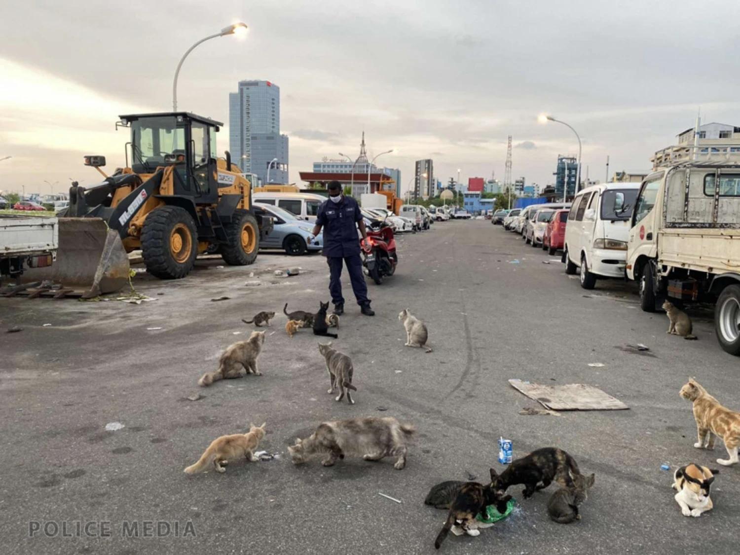 ވަގުތީ ކެޓް ޝެލްޓަރގެ މަސައްކަތް ނިމި މިއަހަރު ހުޅުވާނެ