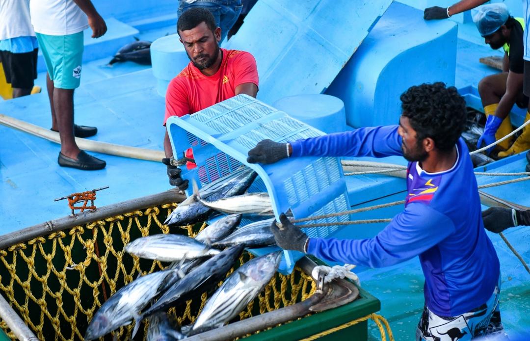 މަސް އެކްޕޯޓްކޮށްގެން މިފްކޯއިން 4.6 މިލިއަން ޑޮލަރު މާރުކޮށްފި 