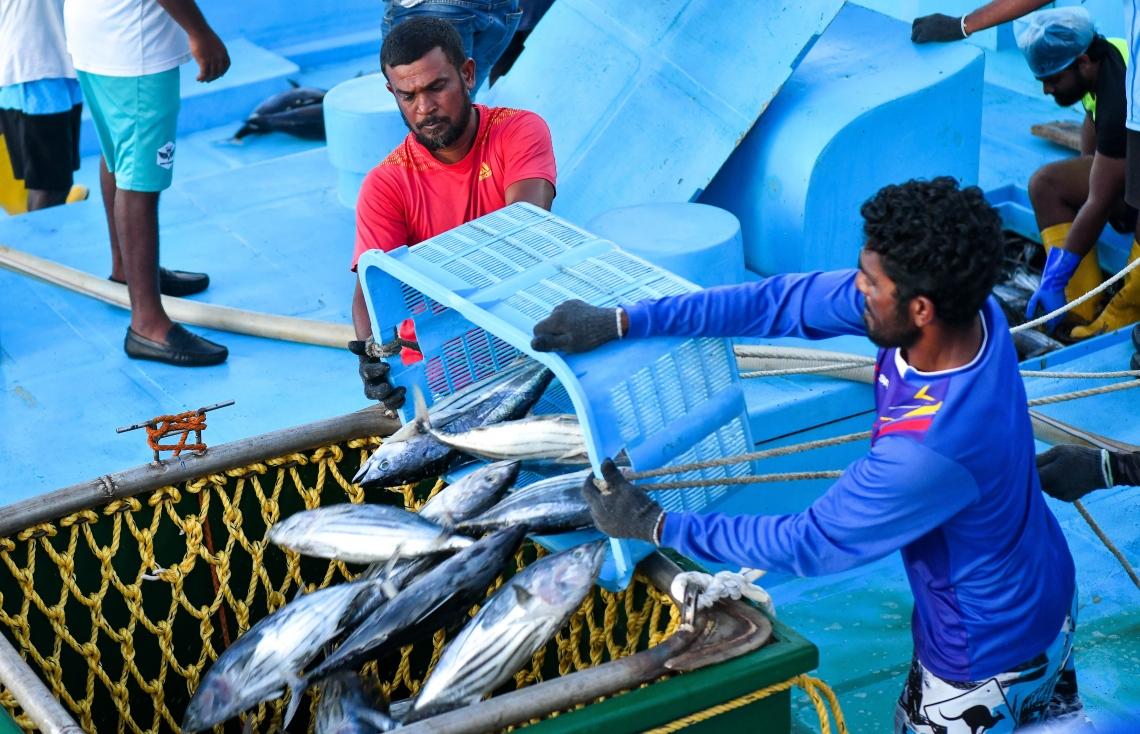 މަސްވެރިންތަކެއް މަސްކިރުވުމަށް ތައްޔާރުވަނީ -- ފޮޓޯ: މިހާރު
