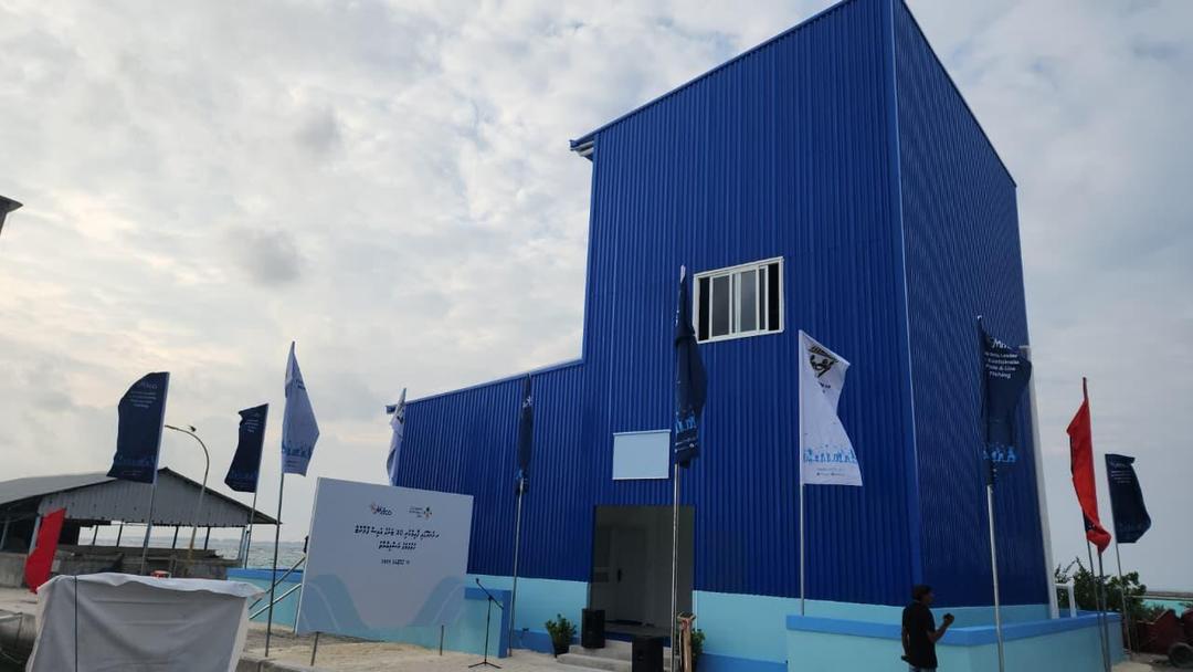 ފުނަދޫ އައިސް ޕްލާންޓަކީ އުތުރުގެ މަސްވެރިންނަށް ލިބިގެންދިޔަ ވަރަށް ބޮޑު ފަސޭހައެއް: މިފްކޯ
