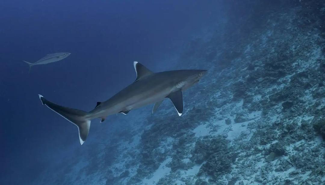 ކަށި މިޔަރުގެ މަސްވެރިކަމުގެ ލައިސެންސް ލިބޭނީ ފުރަތަމަ ހުށަހަޅާ 40 ދޯންޏަށް