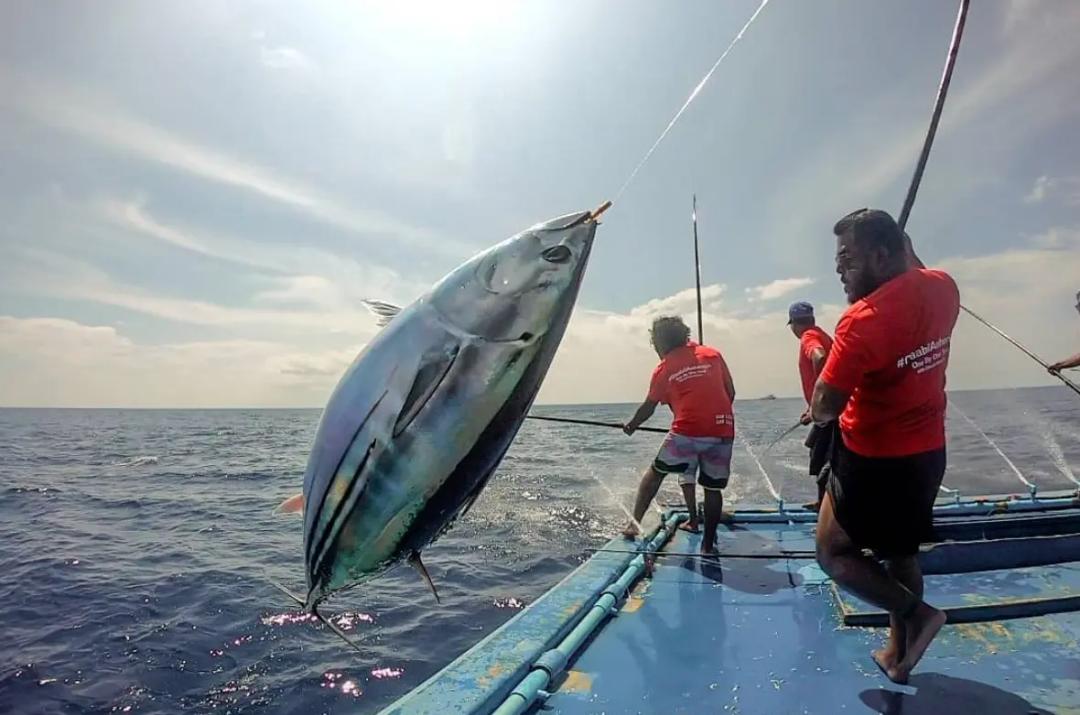 ލޮނުފެނުން މަސް ފިނިކުރާ ނިޒާމް ގާއިމްކުރާ ލޯނު، 33 ފަރާތަކަށް