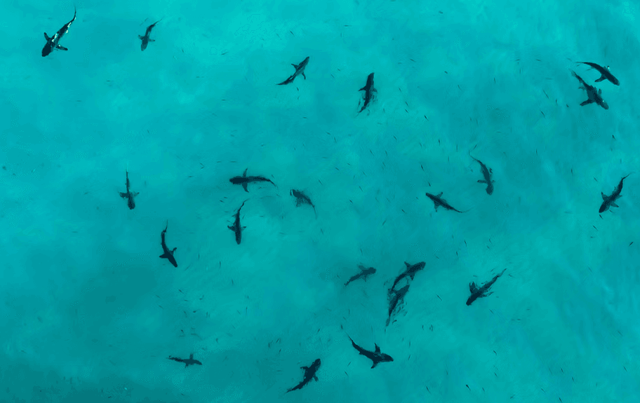 ލައިސަންސެއް ނަގައިގެން ކަށިމިޔަރުގެ މަސްވެރިކަން ކުރެވޭ ގޮތަށް ހަދައިފި