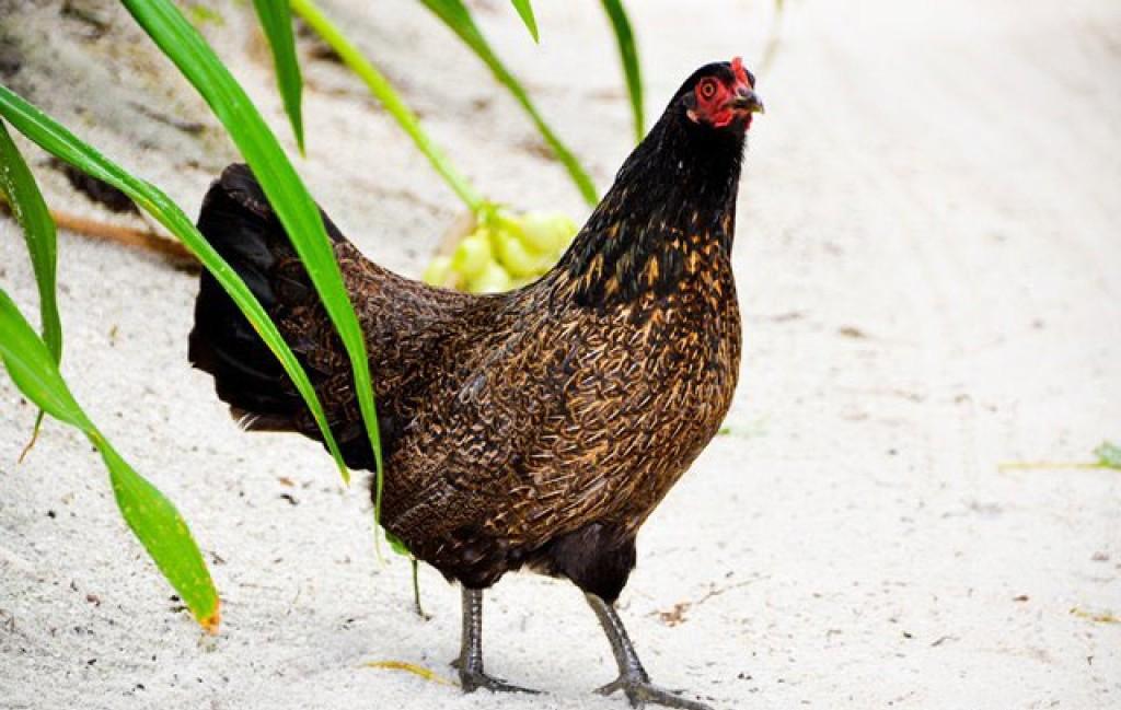 ކިނޮޅަހުގައި ކުކުޅު އާލާކުރަން ތައްޔާރުވެއްޖެ