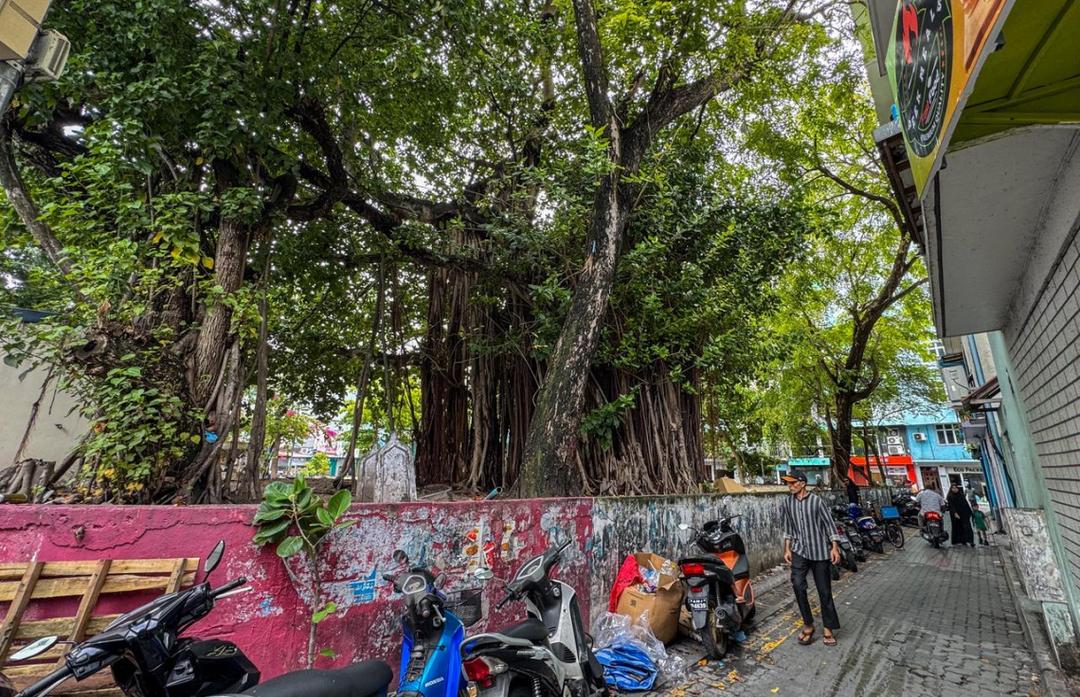 "ގަސް ކެނޑުމަކީ ކޮންކަހަލަ ކަމެއް؟"