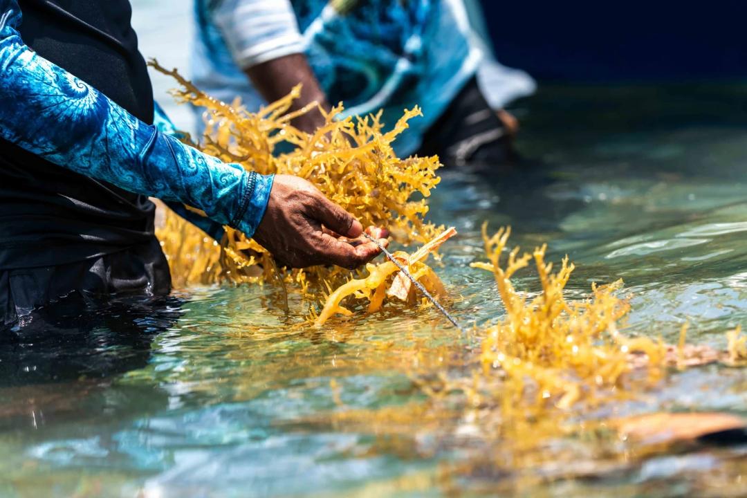 މެރިކަލްޗަރ ވިޔަފާރި ކުރުމަށް ބޭނުންވާ ފަރާތްތަކަށް މޫދުކޮށި ގަތުމަށް ފައިނޭންސް ފޯރުކޮށްދިނުމަށް ހުޅުވާލައިފި