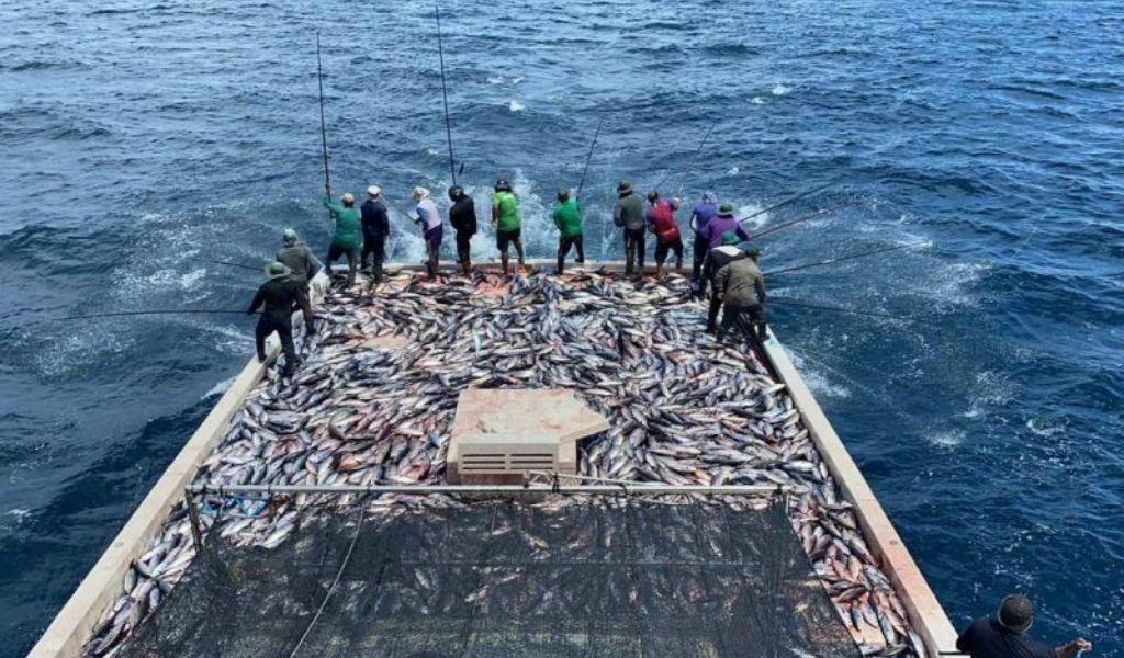 މަސްވެރިންގެ ދަފްތަރު އެކުލަވާލުމުގެ މަސައްކަތް ނިމިއްޖެ