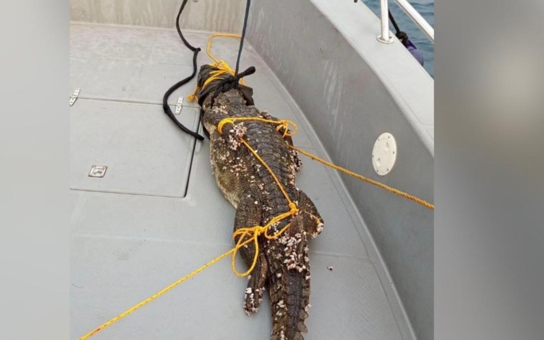 ގުރައިދޫ ކައިރި ބޮޑު ކިނބުލެއް ހިފައިފި