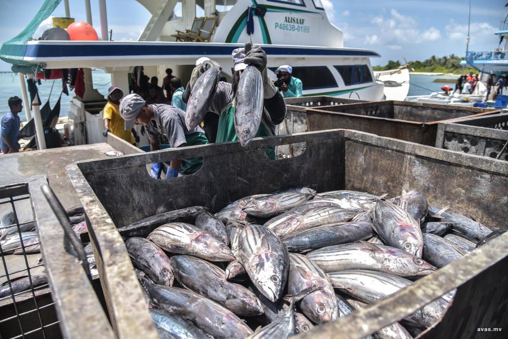 އިއްޔެ އެކަނިވެސް މަސްވެރިންނަށް 6.1 މިލިއަން ރުފިޔާ ދޫކުރި