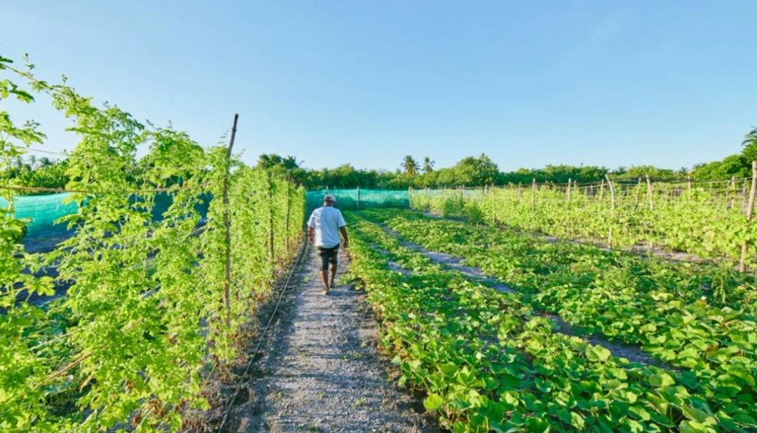 ޤާނޫނާ ޚިލާފަށް ޕެސްޓިސައިޑު ބޭނުންކުރާނަމަ ރިޕޯޓުކުރުމަށް އެދިއްޖެ