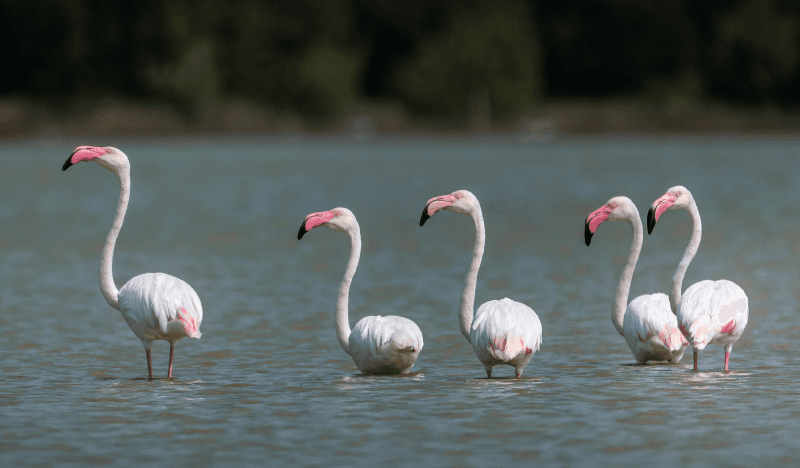 ރާއްޖެއަށް ހިޖުރަކުރާ ދޫނި ހިފާނަމަ ޖޫރިމަނާކުރާނެ!