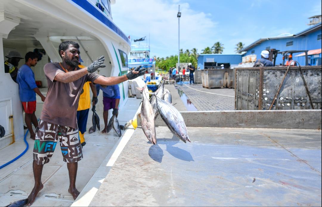 މަސްވެރިންނަށް ދެ މިލިޔަނަށް ވުރެ ގިނަ ރުފިޔާ ދޫކޮށްފި