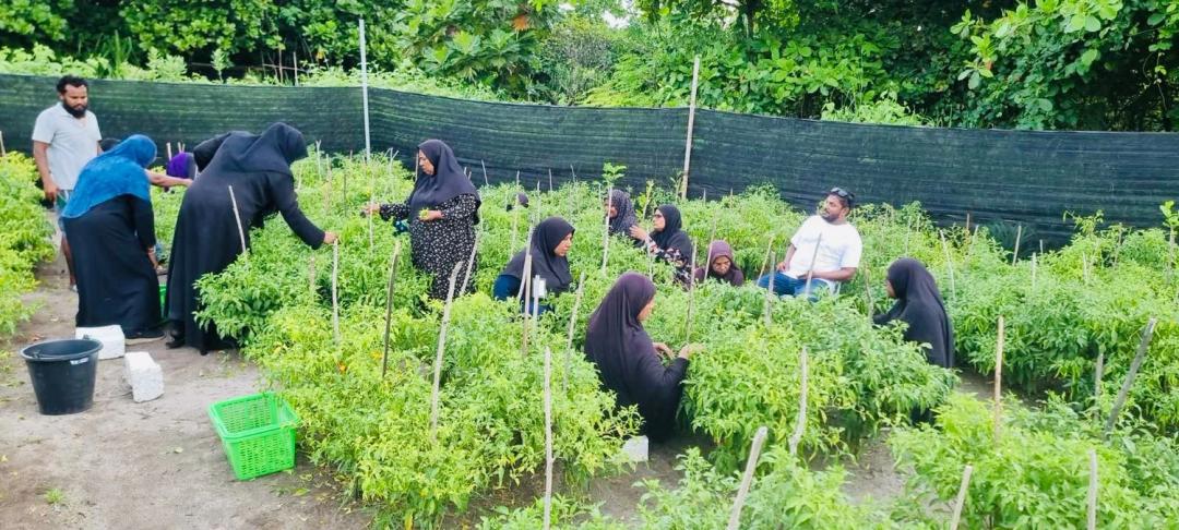 ދަނޑުވެރިކަމަށް ޗައިނާއިން ދިން އެހީ ހަވާލުކުރުމަށް ހަމަޖެހިފައިވަނީ އަތޮޅު، އަދި ސިޓީ ކައުންސިލްތަކަށް
