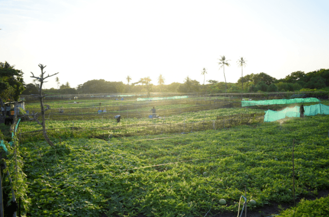 ރ، ފައިނުގައި އޮންނަ ދަނޑެއް -- ފޮޓޯ: ރ. ފައިނު ކައުންސިލް އިދާރާ