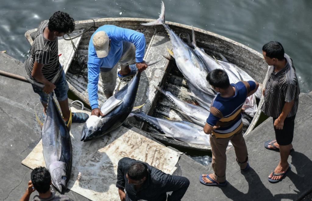 މަސްވެރިކަމާއި ގުޅޭ ދެ ކޯހެއްގައި ބައިވެރިވުމުގެ ފުރުސަތު ހުޅުވާލައިފި