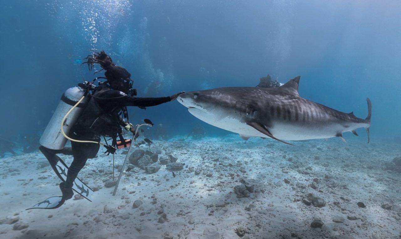 ނެޓްފްލިކްސްއިން މިޔަރުންގެ މަންޒަރުތަކާއެކު ފުވައްމުލަކުގެ ޗާލު މަންޒަރުތައް