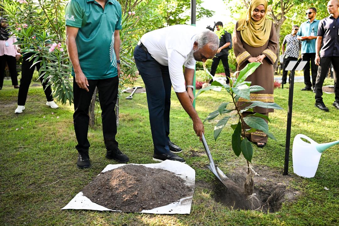 ފަސްމިލިއަން ގަސް ޕްރޮގްރާމުގެ ތެރެއިން ހަލައްކައަށް ވުރެ ގިނަ ގަސް އިންދައިފި 