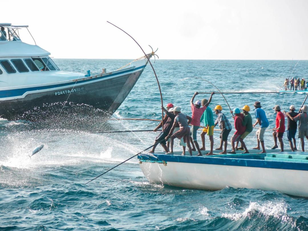މަސްވެރިކަމުގެ މޫސުމަށް ސަރުކާރުން ގިނަ ތައްޔާރީތަކެއް