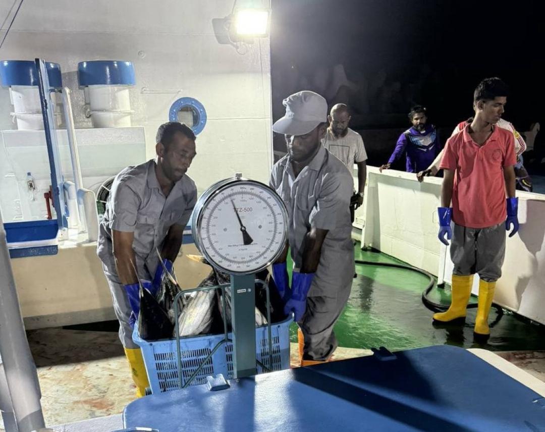 މިފްކޯއިން ފުވައްމުލަކު ސިޓީން މަސް ގަންނަން ފަށައިފި