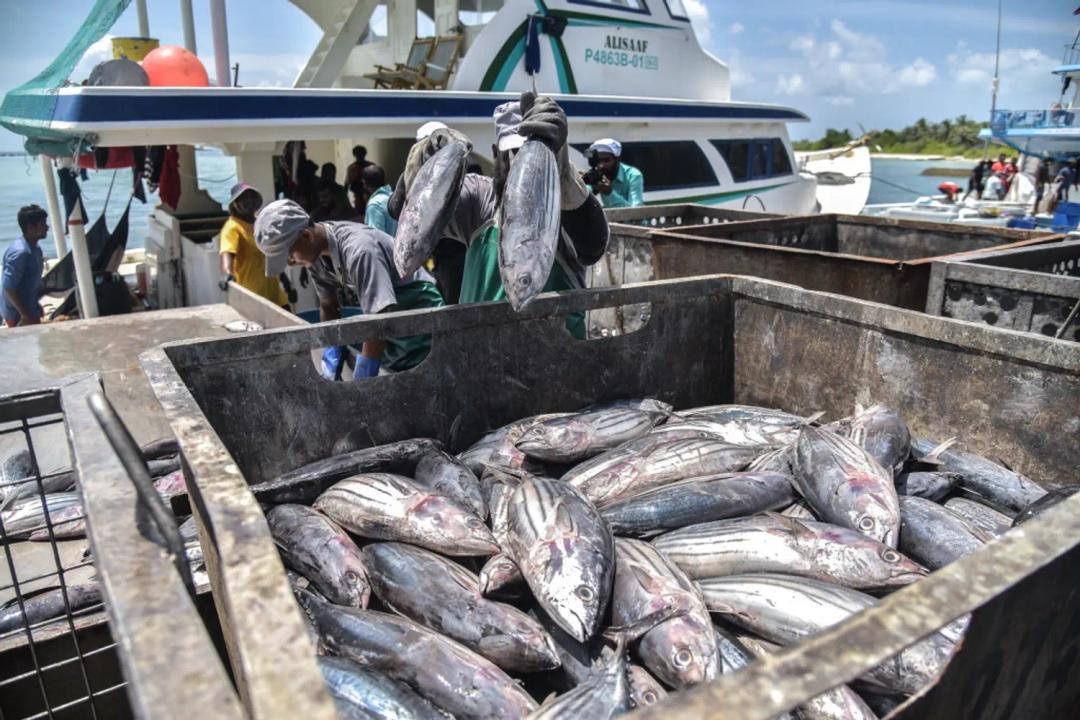 އައްޑޫން މަސް ބޭރުކުރުމުގެ މަސައްކަތް ފަށަނީ