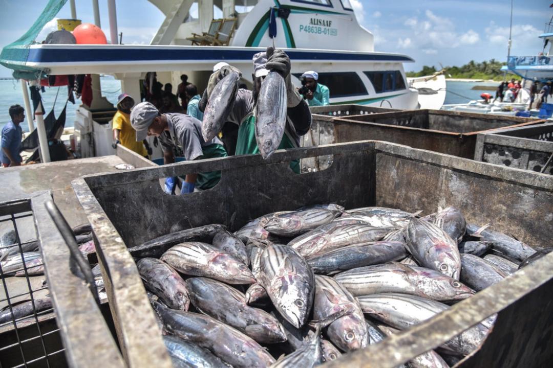މަސްވެރިންނަށް ކްރެޑިޓަށް ތެޔޮ ލިބޭނެ ގޮތް މިފްކޯއިން ހަދައިފި