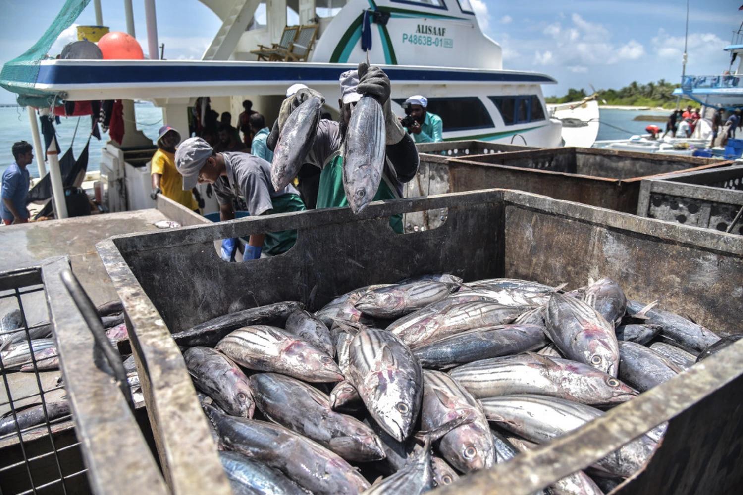 މަސް އެކްސްޕޯޓްކޮށްގެން ލިބުނު އާމްދަނީ 43 އިންސައްތަ އިތުރުވެއްޖެ