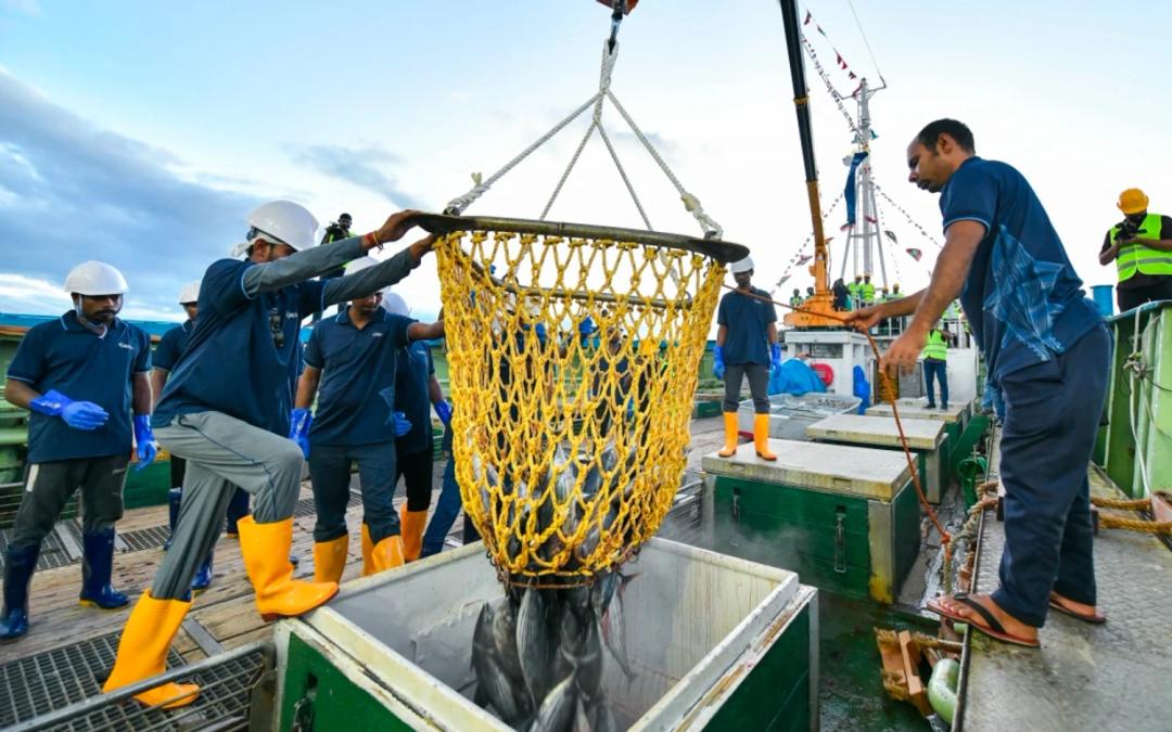 ތިނަދޫ މަސް ގަންނަ މަރުކަޒު އަންނަ އަހަރަށް ނިންމަނީ