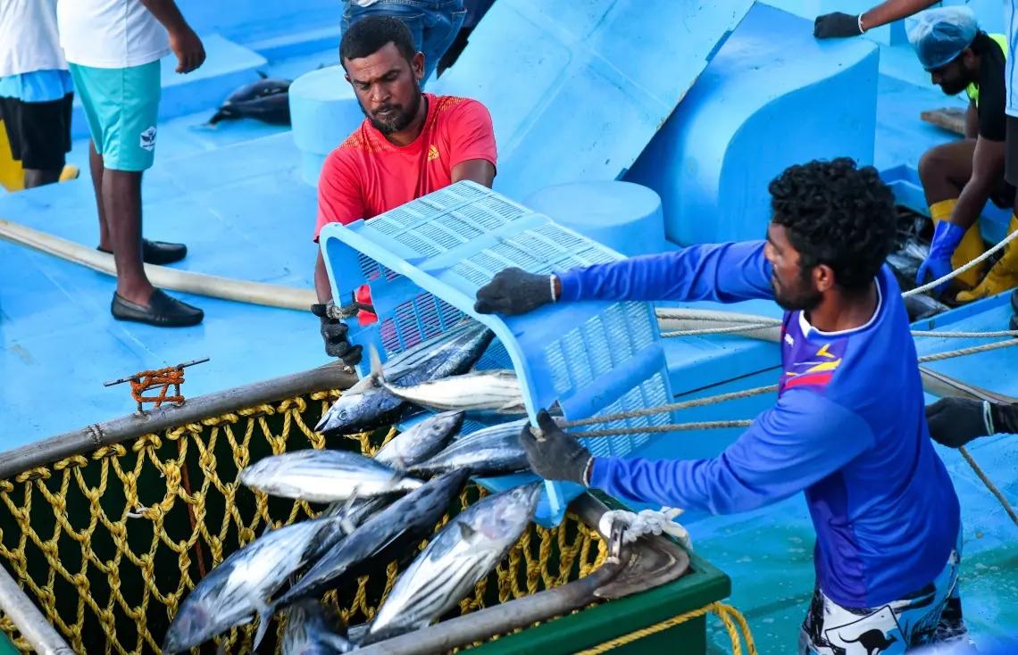 މަސްވެރިންތަކެއް މަސްކިރުވުމަށް ތައްޔާރުވަނީ -- ފޮޓޯ: މިހާރު