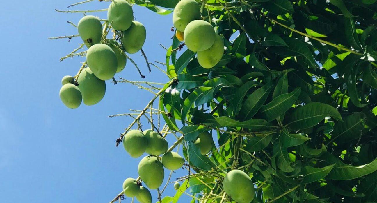 ވަގަށް އަނބު ބިން މީހަކު ހަތަރު މަހަށް ޖަލަށް!