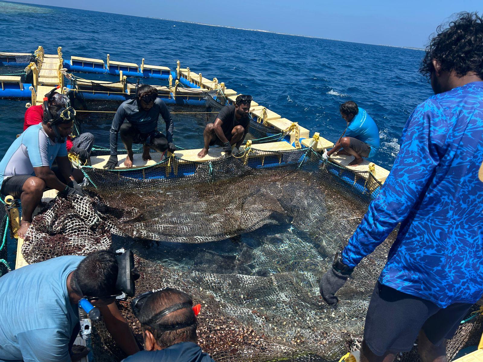 2026 ވަނަ އަހަރުގެ ދެވަނަ ބޭސިކް މެރިކަލްޗާރ ޓްރެއިނިންގ ކޯސް ކުރިއަށްދަނީ