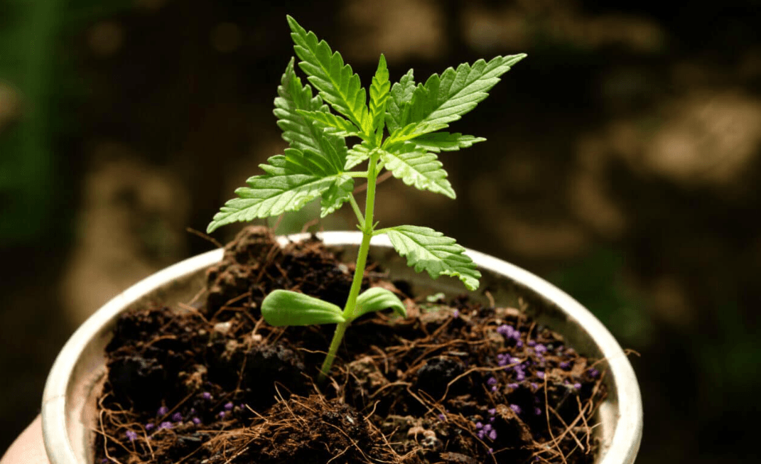 ކެނަބިސް ގަސްތަކެއް ހައްދައި މަސްތުވާތަކެތި ގެންގުޅުނު މީހަކަށް 100 އަހަރުގެ ޖަލު ހުކުމެއް