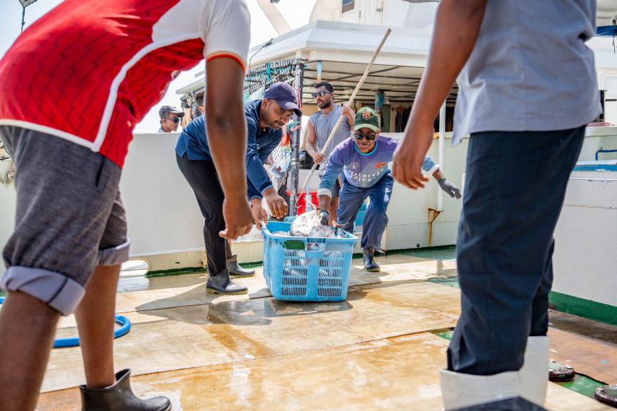 10 ކިލޯއާއި 15 ކިލޯއާ ދެމެދުގެ ކަންނެލި، 20 ރުފިޔާއަށް ގަންނަން ފަށައިފި