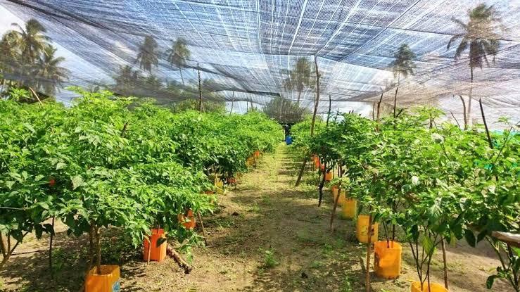 ދަނޑުވެރިންގެ ދުވަސް: ގައުމީ ފުދުންތެރިކަމާއި އިގުތިސާދީ ރައްކާތެރިކަން