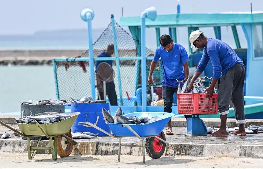 އޭޕްރިލް މަހު ރާއްޖެއިން  69 މިލިޔަން ރުފިޔާގެ މަސް އެކްސްޕޯޓު ކޮށްފައިވޭ!