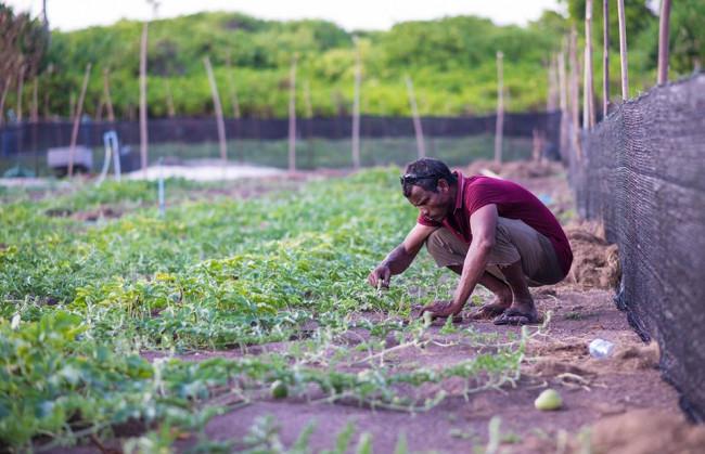 ވައިކަރަދޫ ދަނޑުވެރިންގެ އުފެއްދުންތައް އުފުލުމަށް ހާއްސަ ފެރީއެއް