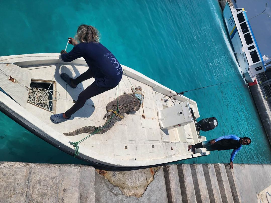 ފަޅުރަށަކަށް ދަތުރު ދިޔަ ބަޔަކަށް ފެނުނު ފަސް ފޫޓްގެ ކިނބުލެއް ހިފައިފި