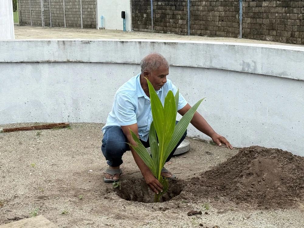އިންނަމާދޫގައި ރުއް އިންދުމުގެ ޚާއްޞަ ހަރަކާތެއް