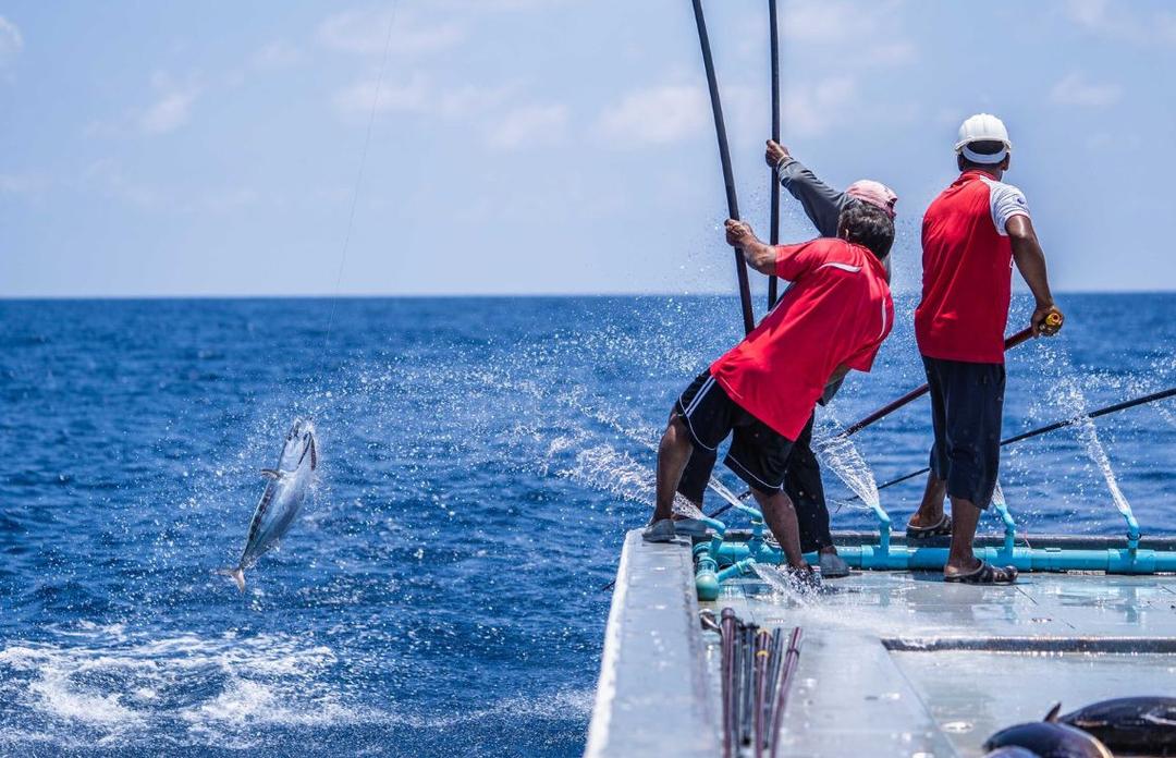 ދެމެހެއްޓެނިވި މަސްވެރިކަމަކީ ރާއްޖޭގެ ނޫ އިޤްތިޞާދާއި މަސްވެރި އާއިލާތަކުގެ ދިރިއުޅުމުގެ އަސާސް: މިނިސްޓްރީ