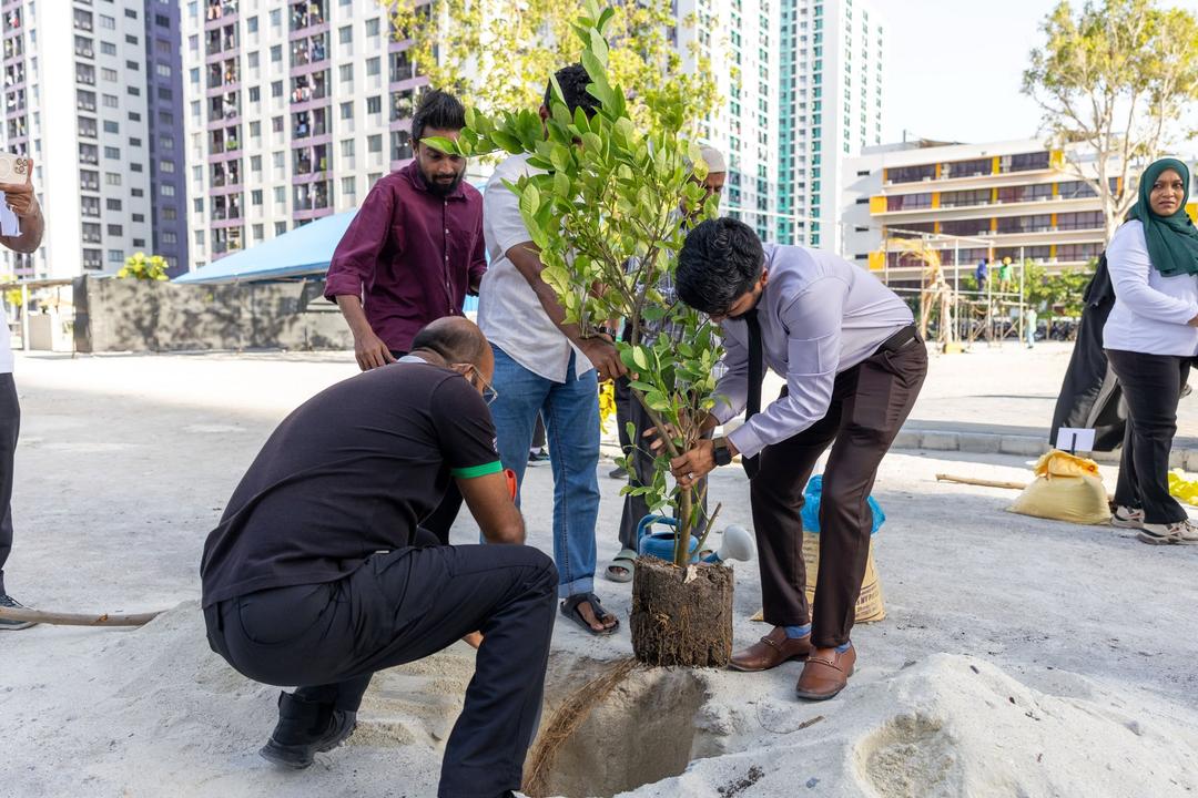 ހުޅުމާލޭގައި  ބޭސްވެރިކަމަށް ބޭނުންކުރާ ގަސްތައް އިންދުމުގެ ޚާއްޞަ ހަރަކާތެއް