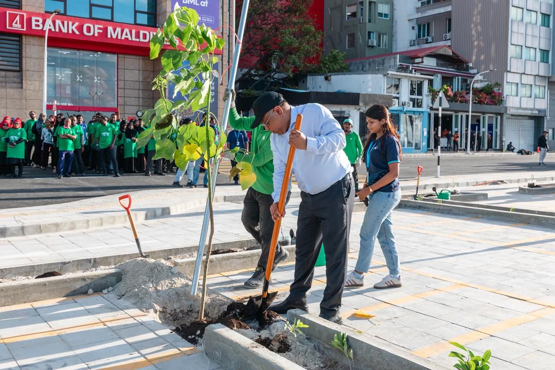 ބޮޑުތަކުރުފާނުމަގުގެ އާ ޕާކިން ޒޯންގައި ގަސް އިންދައިފި