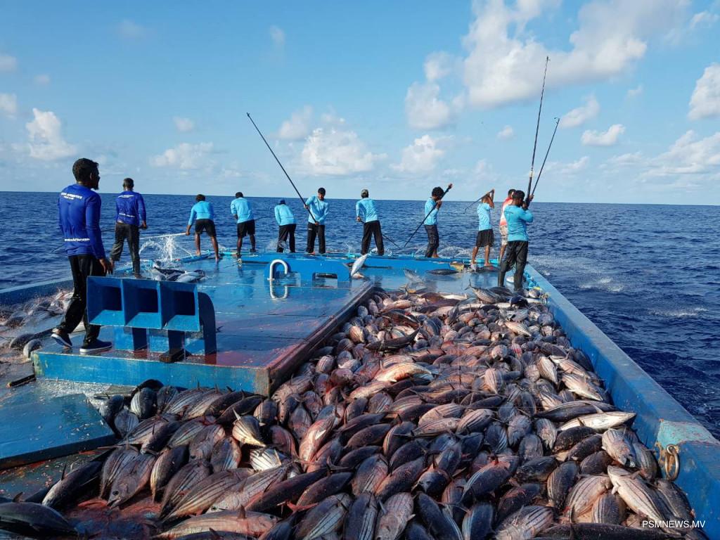 މިފްކޯއިން ކަޅުބިލަމަސް ކިލޯއެއް ގަންނަ އަގު 21ރ. އަށް ބޮޑު ކޮށްފި