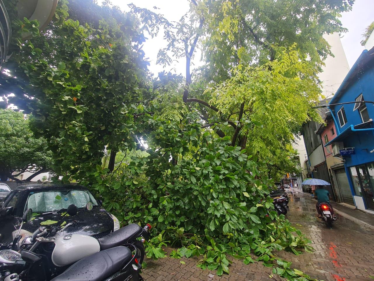 Heavy Winds and Rain Cause Tree Fall in Henveiru Sahara, Damaging Vehicles