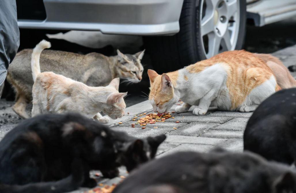 Ministry Halts Cat Transfers to Olhu Hiyaa Facility Over Unresolved Issues